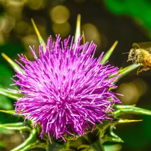 thistle, honey bee, SBBG Photo Contest 2013