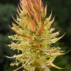 Yucca inflorescence and flowers, SBBG Photo Contest 2013