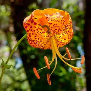 Humboldt Lily, SBBG Photo Contest 2013