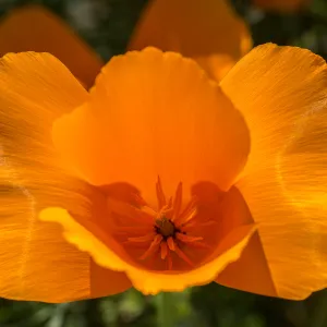 California poppy, SBBG Photo Contest 2013