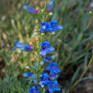 Penstemon, SBBG Photo Contest 2013