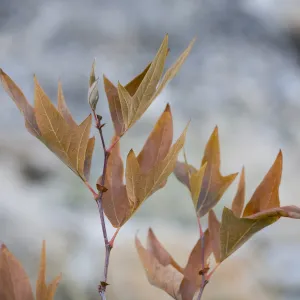 Sycamore leaves, SBBG Photo Contest 2013