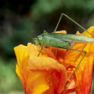 katydid insect on flower, SBBG Photo Contest 2013