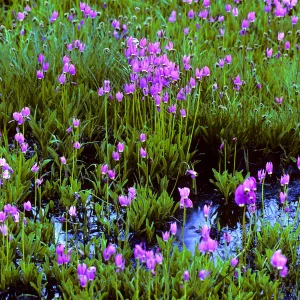 Dodecatheon, Shooting stars, Sequoia, SBBG Photo Contest 2013