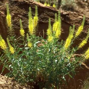 Desert plume, Santa Ynez Mountains, SBBG Photo Contest 2013