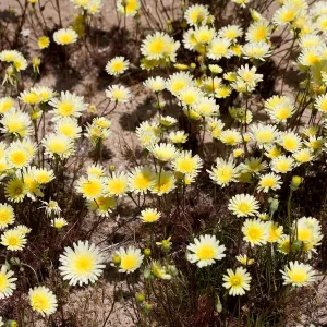 Desert dandelion, near Death Valley, SBBG Photo Contest 2013