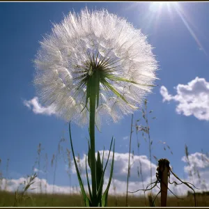 Goatshead, dandelion, sun flare, clouds, blue sky, Santa Barbara, SBBG Photo Contest 2013
