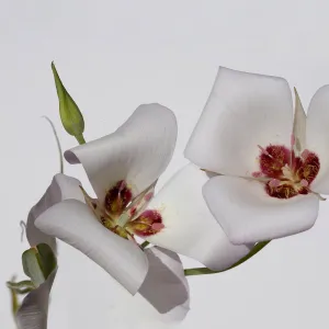 Sego Lily, Santa Barbara mountains, SBBG Photo Contest 2013