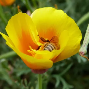 Honeybee visiting California poppy, SBBG Photo Contest 2013