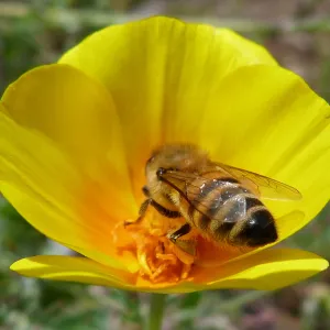 Honeybee visiting California poppy, SBBG Photo Contest 2013
