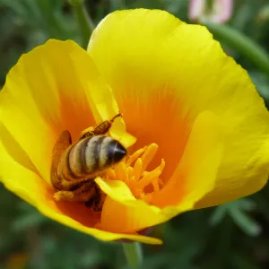 Honeybee visiting California poppy, SBBG Photo Contest 2013