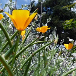California poppies, SBBG Photo Contest 2013