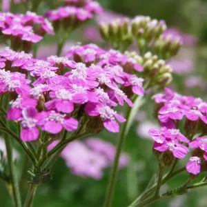 pink Achillea, SBBG Photo Contest 2013