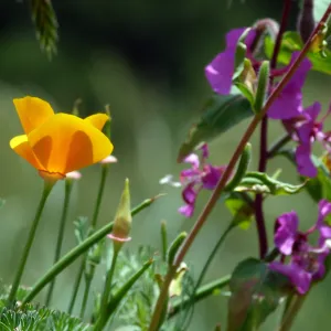 Wildflower mix at SBBG, SBBG Photo Contest 2013
