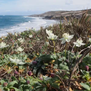 coastal Cream Cups, San Miguel Island, SBBG Photo Contest 2013