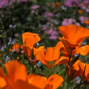 Poppies, wildflower displayat SBBG, SBBG Photo Contest 2013