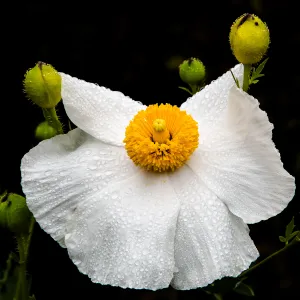 Dewy Matilija Poppy, Romneya coulteri, SBBG Photo Contest 2013