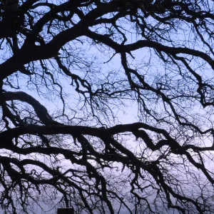 Oak at sunset, SBBG Photo Contest 2013