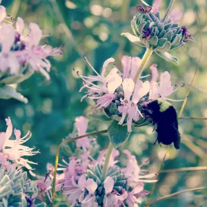 Bumblebee visiting Salvia (sage) flowers, SBBG Photo Contest 2013