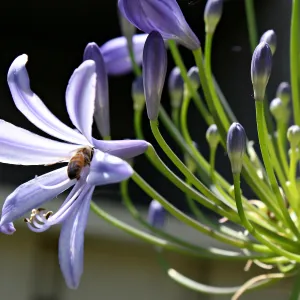 Allium flowers in home garden, SBBG Photo Contest 2013