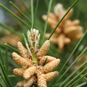 Pine cones and pine needles, Cachuma Lake, SBBG Photo Contest 2013