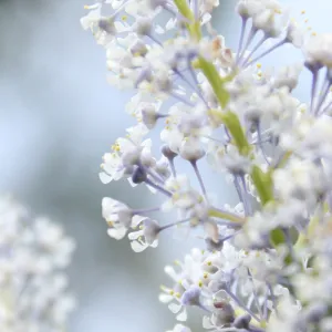 Ceanothus (California Lilac), Cachuma Lake, SBBG Photo Contest 2013