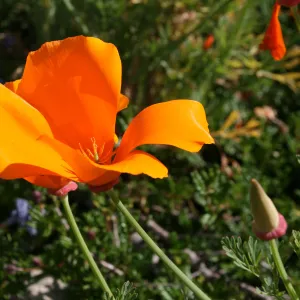 Cycles of Life: California Poppies, SBBG, SBBG Photo Contest 2013