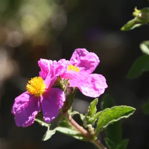 Opening to Spring, Santa Barbara foothills, SBBG Photo Contest 2013
