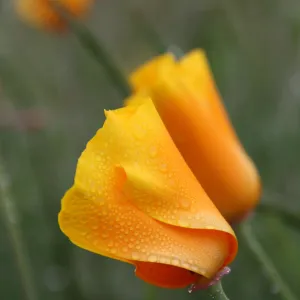 Poppies with Morning Dew, UCSB Reserve, California poppy, SBBG Photo Contest 2013