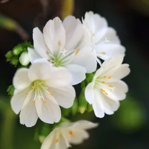 white Lewisia flowers, SBBG Photo Contest 2013