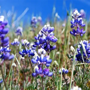 Lupine, SBBG Photo Contest 2013