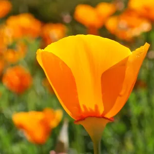 California poppy, SBBG Photo Contest 2013