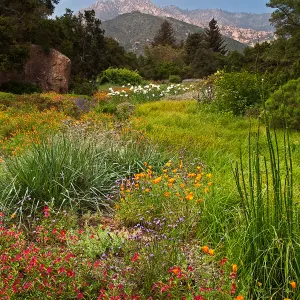 SBBG Meadow, wildflower display, Blaksley Boulder, La Cumbre Peak, SBBG Photo Contest 2013
