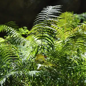 Ferns at SBBG, SBBG Photo Contest 2013