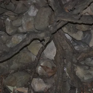 rocks in tree roots at SBBG, SBBG Photo Contest 2013