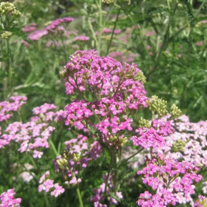 pink Achillea in the Meadow, SBBG Photo Contest 2013