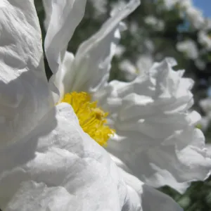 Matilija Poppy flower, close up, SBBG Photo Contest 2013