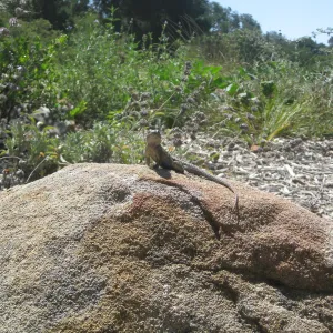 Proud lizard on sandstone boulder in the Garden, SBBG Photo Contest 2013