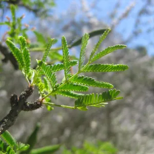 Acacia farnsiana, leaves, SBBG Photo Contest 2013