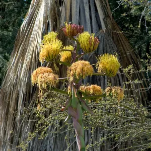 Agave (Century Plant) in bloom at SBBG, SBBG Photo Contest 2013
