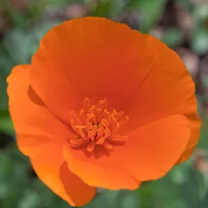 California poppy, SBBG Photo Contest 2013