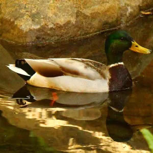 Mallard duck in the Meadow Pond, reflection, SBBG Photo Contest 2013