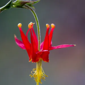 Aquilegia formosa, western columbine, crimson columbine, SBBG