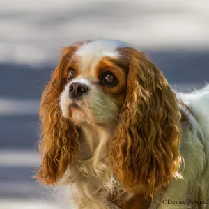 dog, SBBG