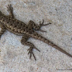 Blue belly lizard, California fence lizard, sandstone rock, SBBG