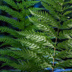 fern frond in sunlight, SBBG