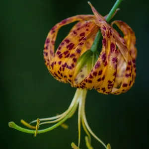 Humboldt Lily, SBBG
