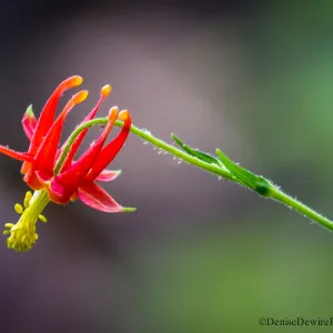 Aquilegia formosa, western columbine, crimson columbine, SBBG