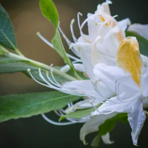 Rhododendron, white flowers, SBBG