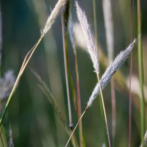 Grass inflorescence, SBBG